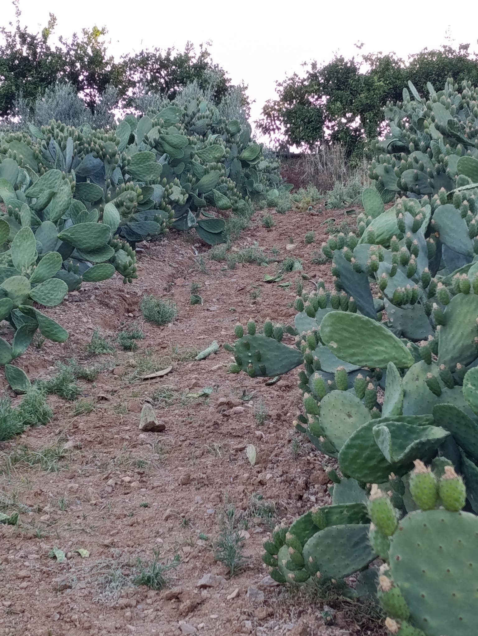 Terreno de Higos Chumbo El Indio con chumberas